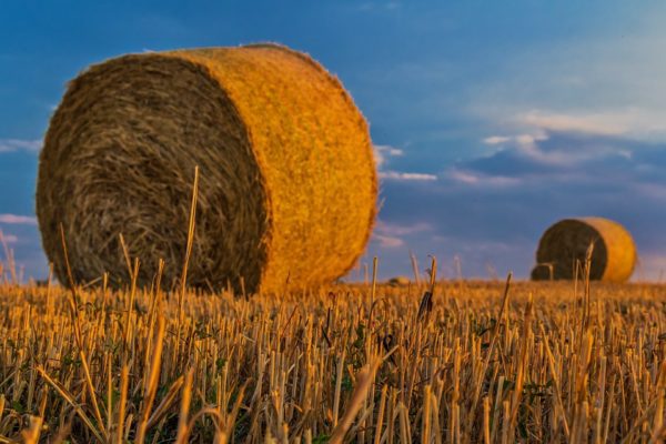 Agricoltura italiana