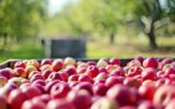 Al Villaggio contadino di Bologna gli aggiornamenti sui danni del clima all'agricoltura