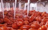 ANICAV: obbligo di etichetta per i derivati del pomodoro