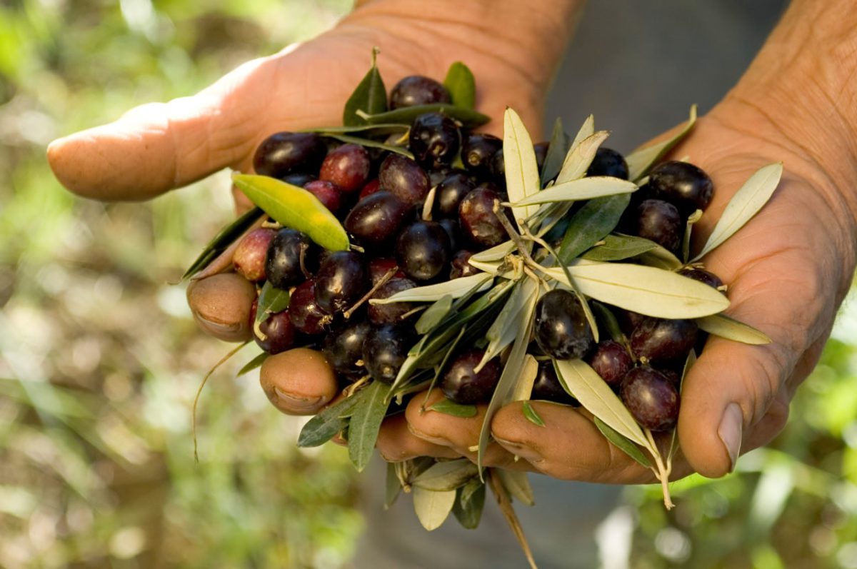 Arriva l'olio nuovo