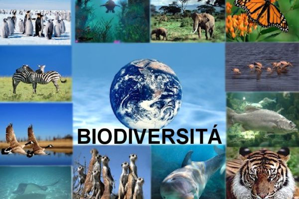 BIODIVERSITÁ