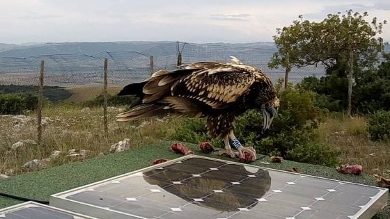 Bracconaggio: situazione gravissima nella Sicilia occidentale