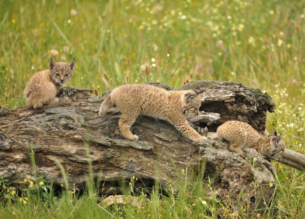 Buone notizie per la lince iberica