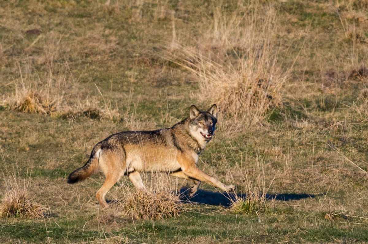 CAI contro lo sterminio dei grandi predatori