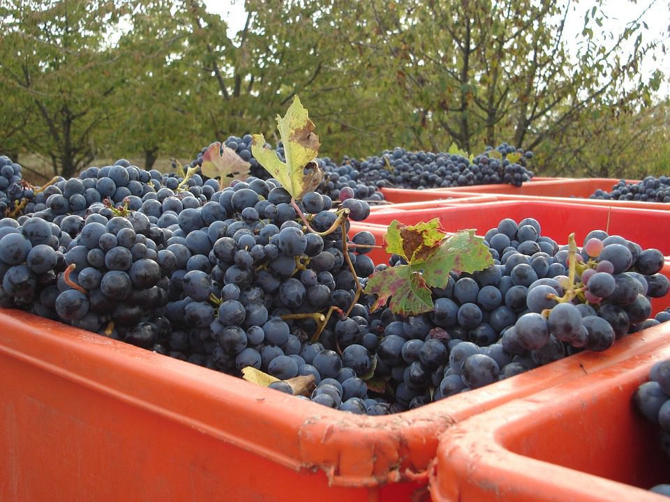 Caldo: una manna per vendemmia