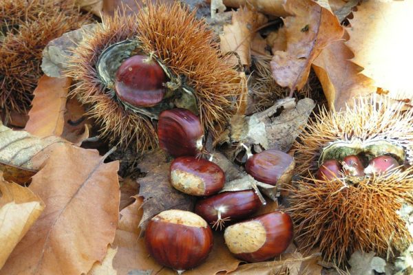 Castanicoltura da frutto