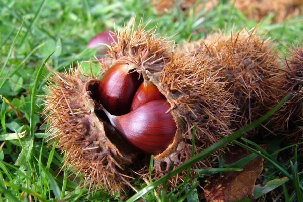 Castanicoltura