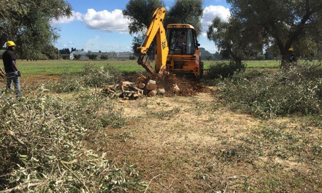 CNR: xylella causa il disseccamento degli olivi salentini