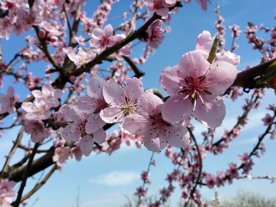 Coldiretti: il caldo salva le semine di primavera