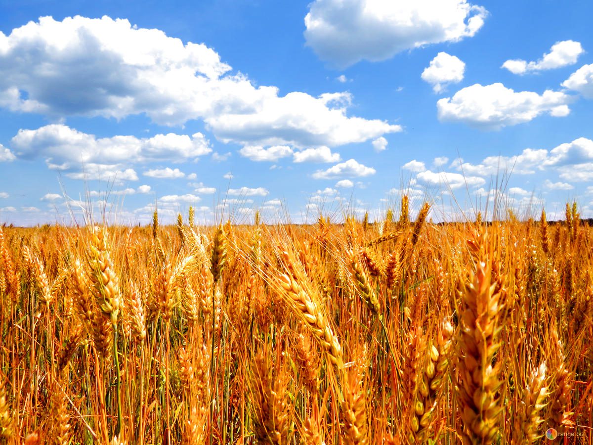 Coldiretti: l'agricoltura che fa crescere l'occupazione