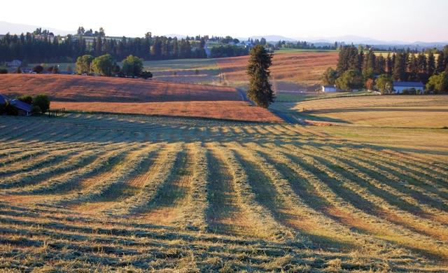 Coldiretti: L'agricoltura del sud cresce