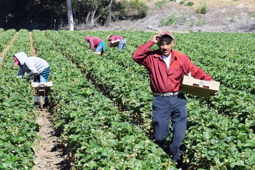 Coldiretti: sbloccati fondi per migliaia di agricoltori