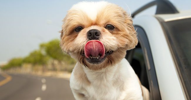 Come portare in vacanza i proprio amici a quattro zampe