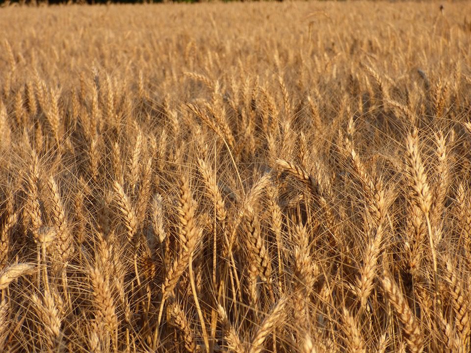 Compag sull'agricoltura e il grano duro