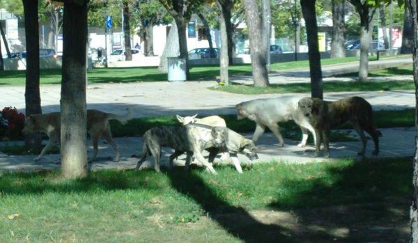 NAPOLI: CONTRO IL RANDAGISMO STERILIZZAZIONE DEI CANI PADRONALI