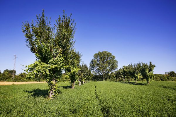 Cresce il Consorzio Tutela Vini Montefalco: si aggiunge la denominazione Spoleto Doc