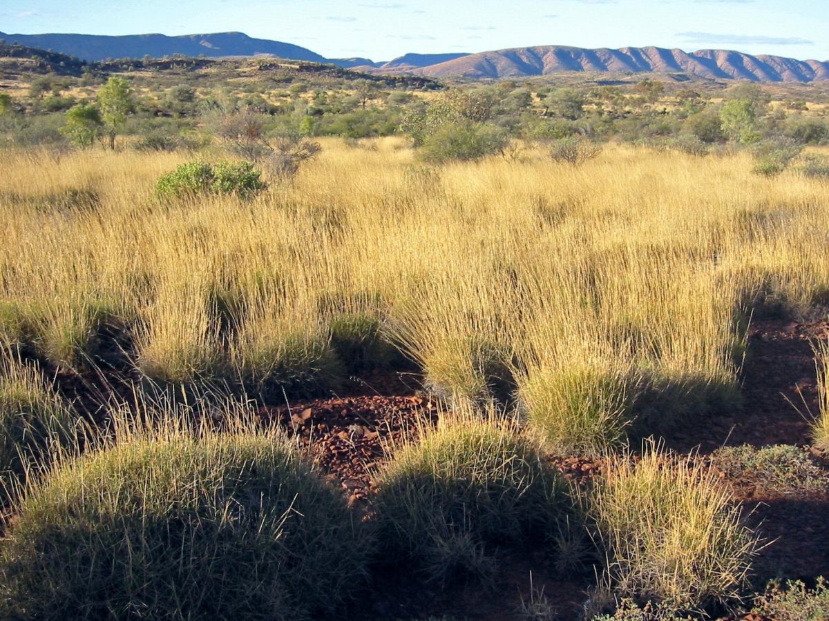 Savana: cresce la biomassa vista da satellite