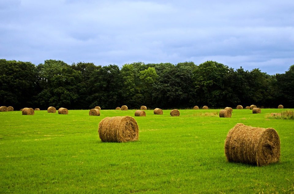 Distretti rurali e agroalimentari di qualità in Campania