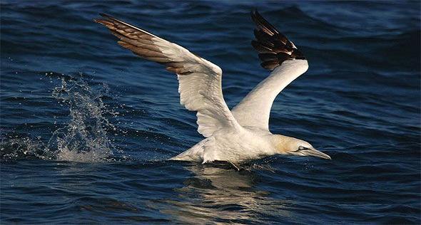 Due terzi degli uccelli marini hanno plastica nello stomaco