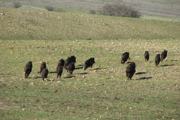 Emergenza fauna selvatica