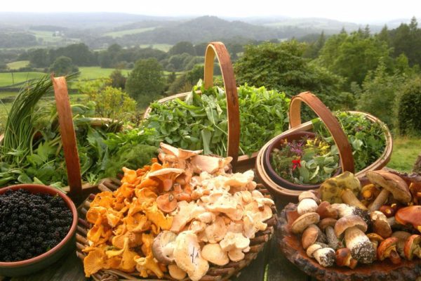 Foraging: la nuova frontiera della cucina moderna