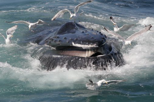 Gabbiani killer: una minaccia per le balene