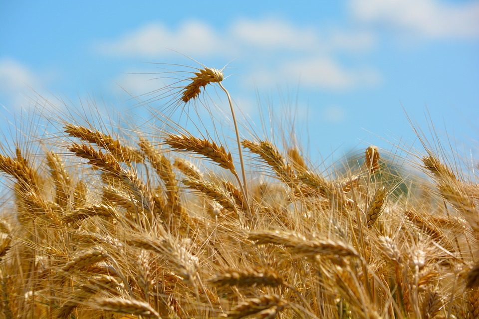 Gli italiani e l'agricoltura