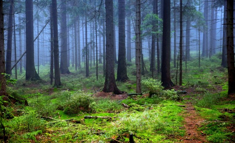 Gli olii essenziali e tutti i benefici della foresta