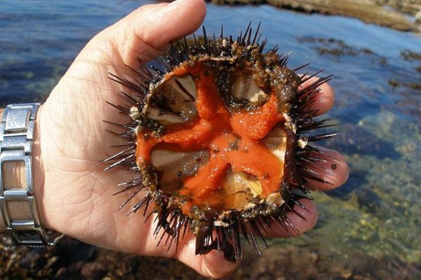 I ricci di mare proteggono il cuore