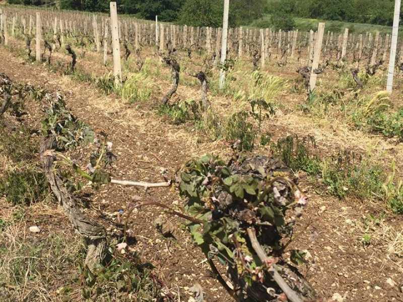 Il gelo fuori stagione distrugge ortaggi e vigne