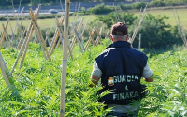 Il nuovo business della droga: piantagioni di marijuana tra boschi e colture