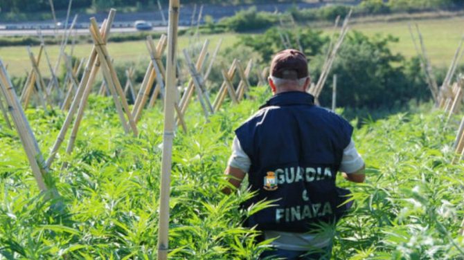 Il nuovo business della droga: piantagioni di marijuana tra boschi e colture