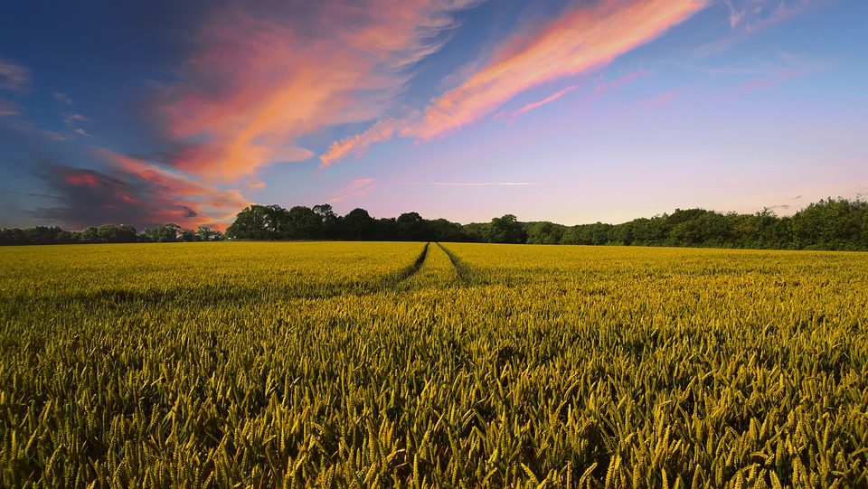 Il ritorno dei giovani alla terra