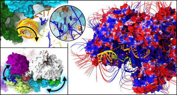 Il 'taglia e cuci' dell'informazione genetica