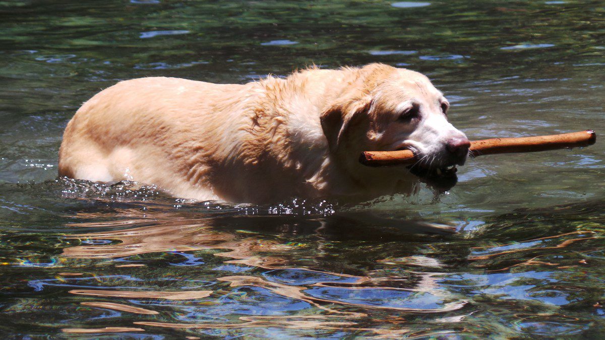 In vacanza con gli animali