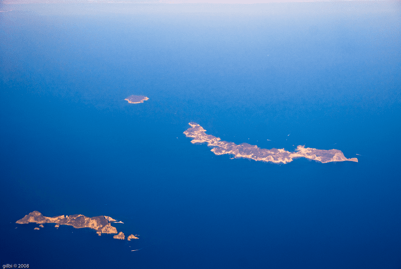 Isole Pontine: scoperta una nuova specie di lucertola