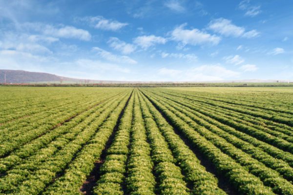 Italia: biodiversità agraria e alimentare tutelata per legge