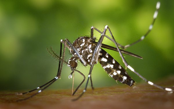 L'albero evolutivo dello Zika