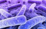 L'intestino umano  si è adattato a inquinanti e antibiotici