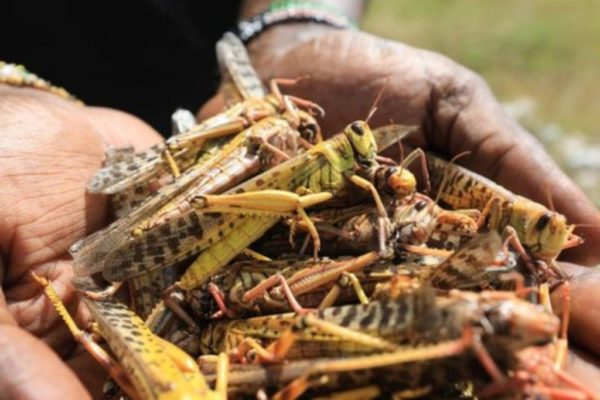 L’invasione delle locuste in Africa che sta preoccupando un continente