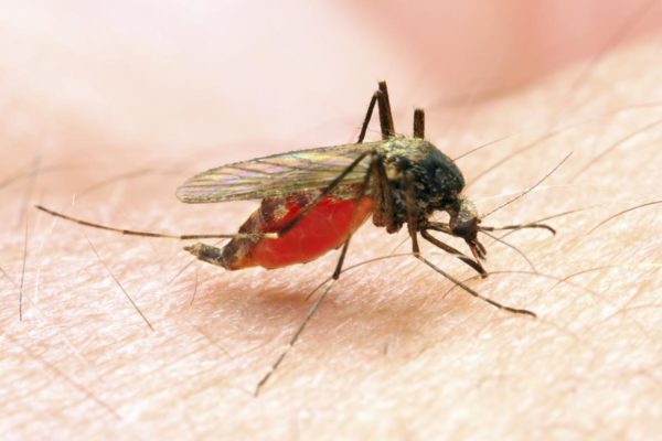 L'odore della malaria