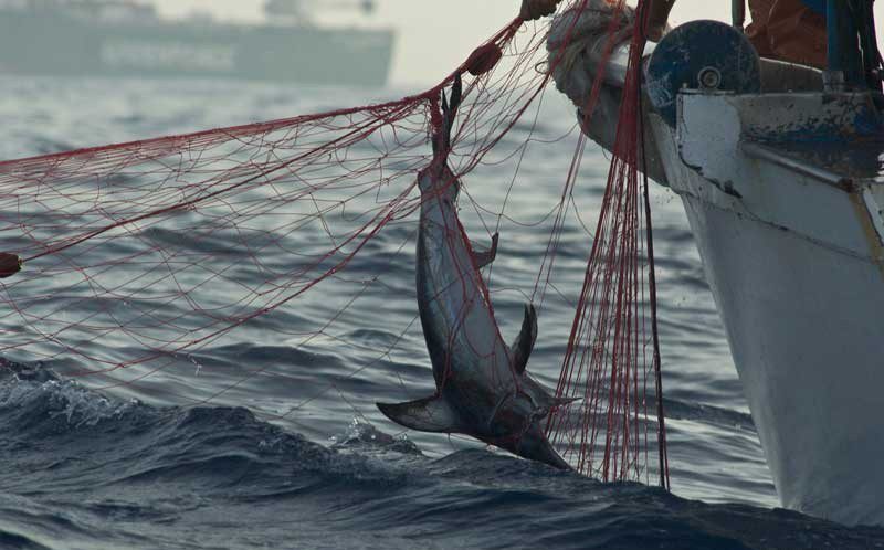 L'Unione Europea contro la pesca illegale