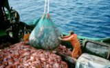 La Commissione Europea lancia la nuova campagna pesca
