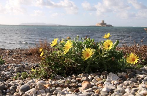 La conservazione della Calendula maritima