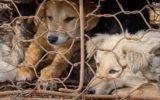 La cruenta strage del Festival di Yulin