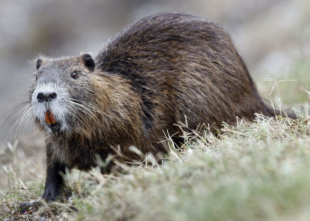 LA DIETA DEL FUTURO? LA NUTRIA IN TAVOLA