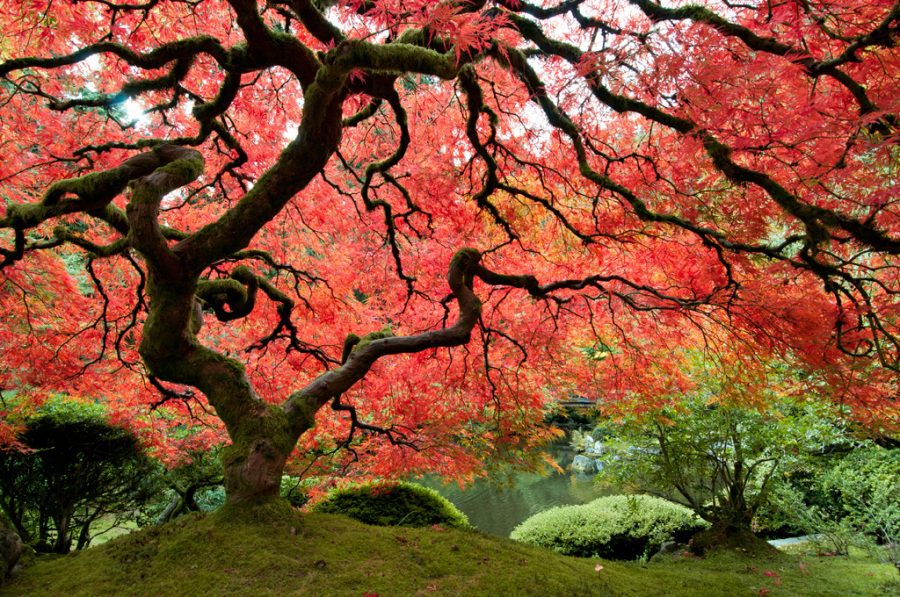 La festa dell'albero