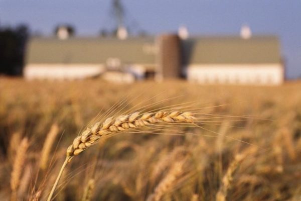 La filiera del grano duro a confronto ai Durum Days