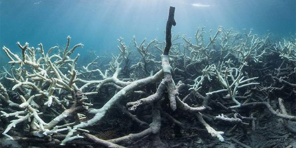 La Grande Barriera Corallina ormai senza colore