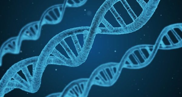 La replicazione del Dna a velocità controllata